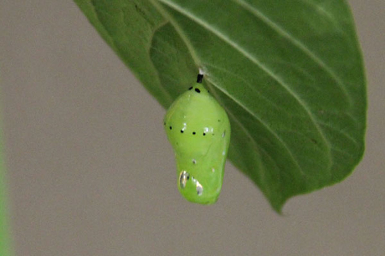 アサギマダラのさなぎはキラキラとした宝石のよう